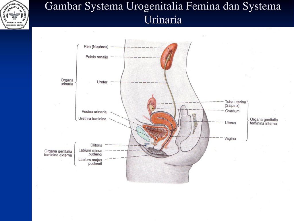 Cuanto tiempo se puede llevar la sonda urinaria